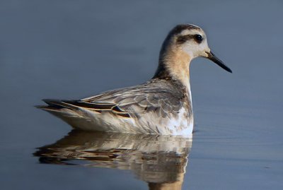 Red Phalorope