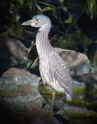 Yellow-crowned Night-Heron