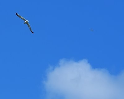 Seagull & Jet