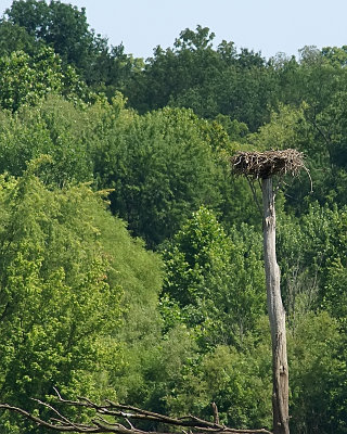 Blue Herons Nest?