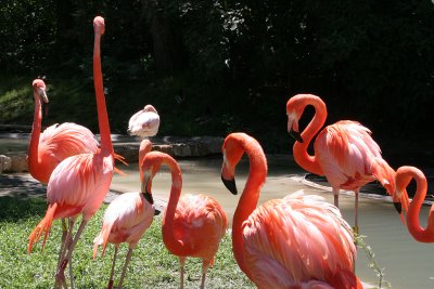 Pink Flamingos? They looked Orange to me.