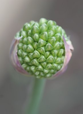 Onion Bud about the size of my Thumb
