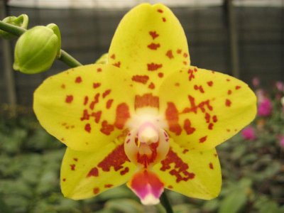 Yellow Spots