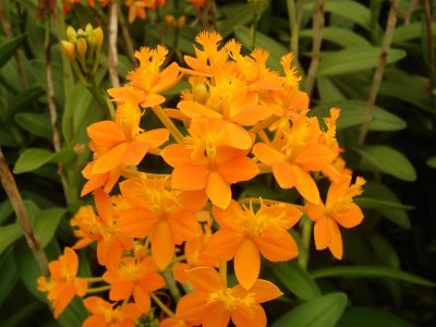 Epi Orange