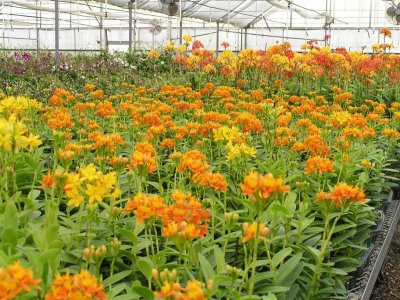 Epis Yellow and Orange