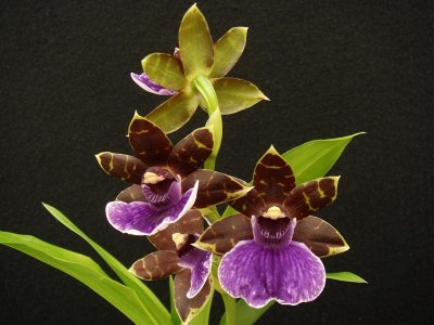 Zygopetalum