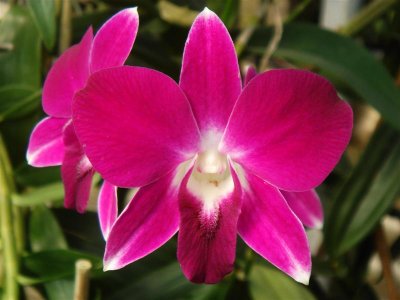 Dendrobiums