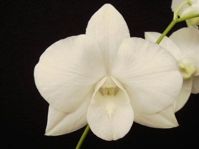 White Standard