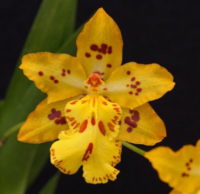 Odontocidium Mayfair