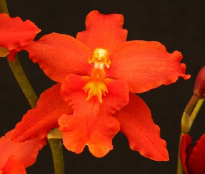 Oncidium/Odontoglossum Alliance Intergenerics