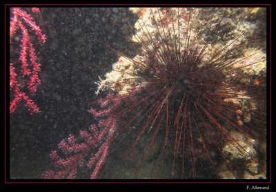 Oursin diademe - Centrostephanus longispinus (Baume Rousse)