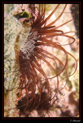 Cerianthe - Cylinder-anemone (Baume Rousse)