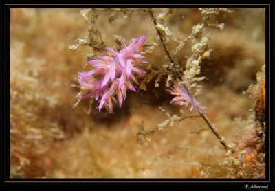 Flabellines mauves - Flabellina affinis (Baume Rousse)