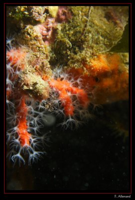 Corail rouge - Red coral (Elevine)