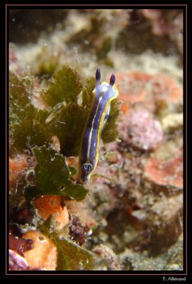 Doris Tricolore - Hypselodoris tricolor (Elevine)