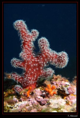 Alcyon - Sea-finger Alcyonium acaule (Elevine)