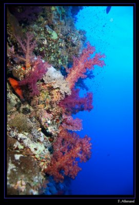 Red Sea - Mer Rouge