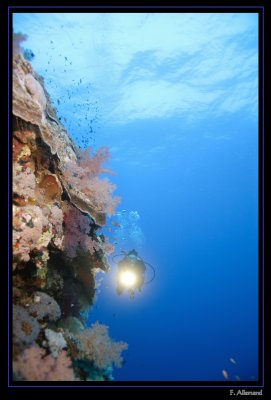 Daedalus Reef