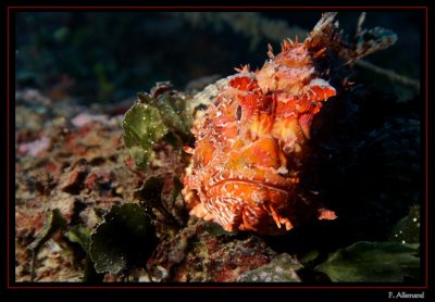 Chapon - Scorpionfish - Scorpaena scrofa (Baume Rousse)