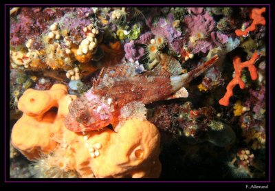Petite rascasse - Scorpionfish (Baume Rousse)
