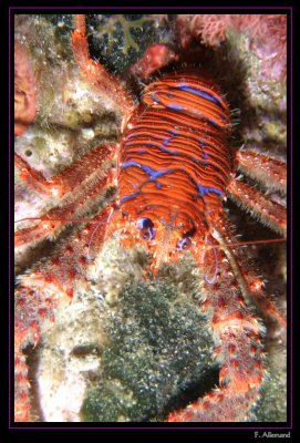 Galathee - Squat lobster - Galathea strigosa (La Vesse)