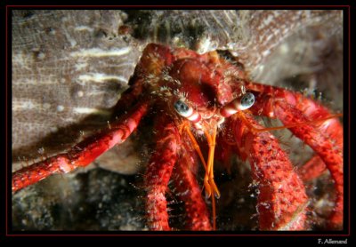 Pagure - Hermit Crab - Dardanus sp (La Vesse)