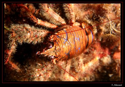 Galathee - Squat lobster - Galathea strigosa (La Vesse)