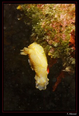 Doris geante Hypselodoris picta (Mejean)