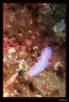 Ver plat - Flat worm (Pain de sucre)