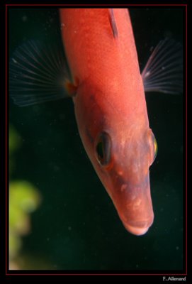 Coquette - Cuckoo wrasse - Labrus bimaculatus