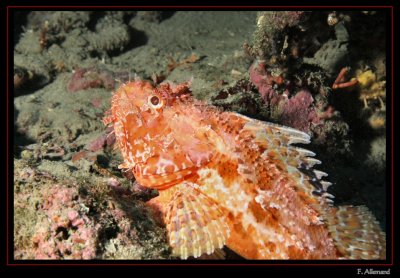 Chapon - Scorpionfish (Pierre de Salon)