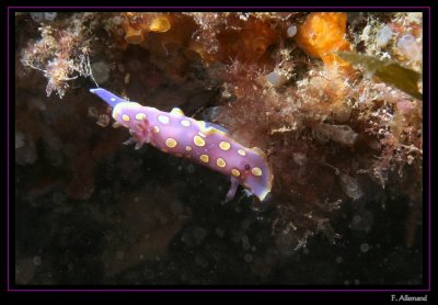 Doris Chromodoris luteorosea (Pierre de Salon)