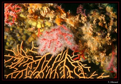 Gorgone jaune & corail rouge