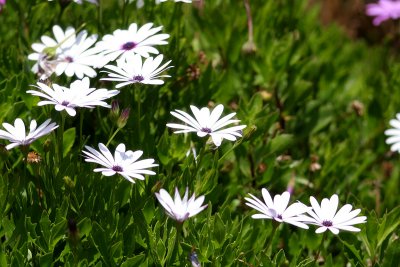 Flowers from Tunquen