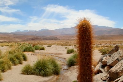 Cardon cacti and the valley