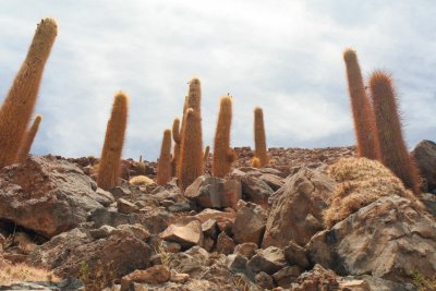 Cardon Cacti