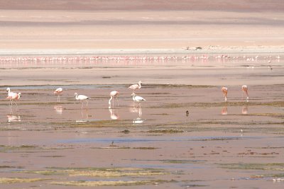 Flamingos in laguna Blanca