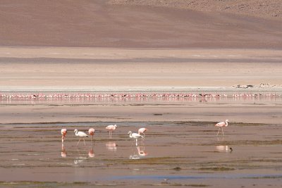 Flamingos in laguna Blanca