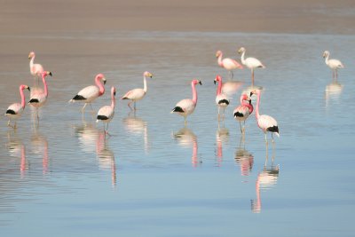 Flamingos in Laguna Blanca