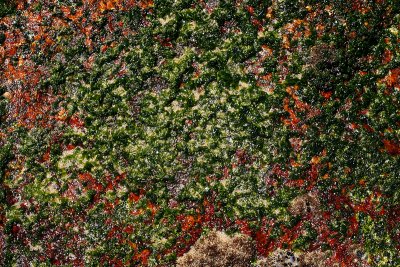 Algae in rock