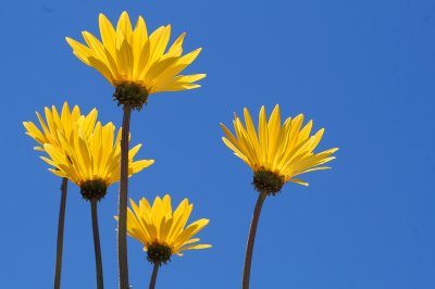 Flowers in Tunqun