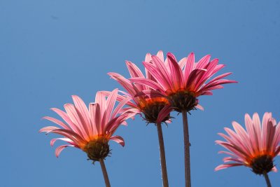 Flowers in Tunqun