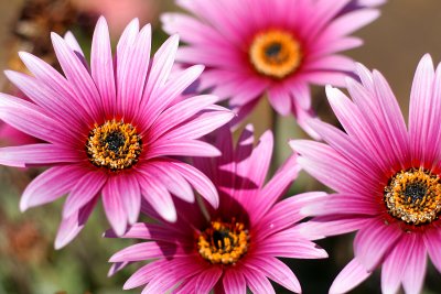 Flowers in Tunqun