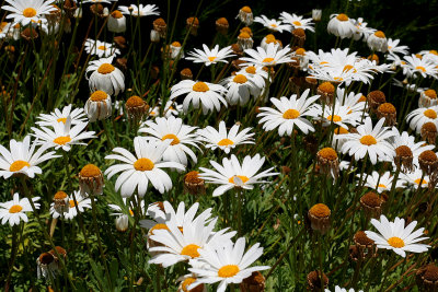 Flowers in Tunqun