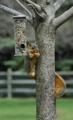 SnackingSquirrel2006-04-16.JPG