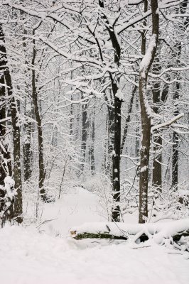 FebSnow2008.jpg