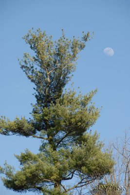 AfternoonMoon.jpg