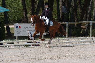  Extended Canter