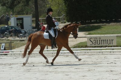 Medium trot