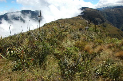 Lush vegetation on Shiquiconga summit